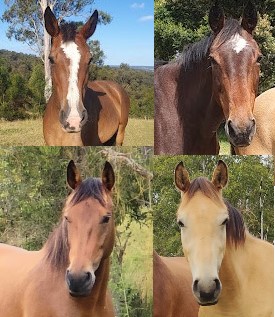 horses
