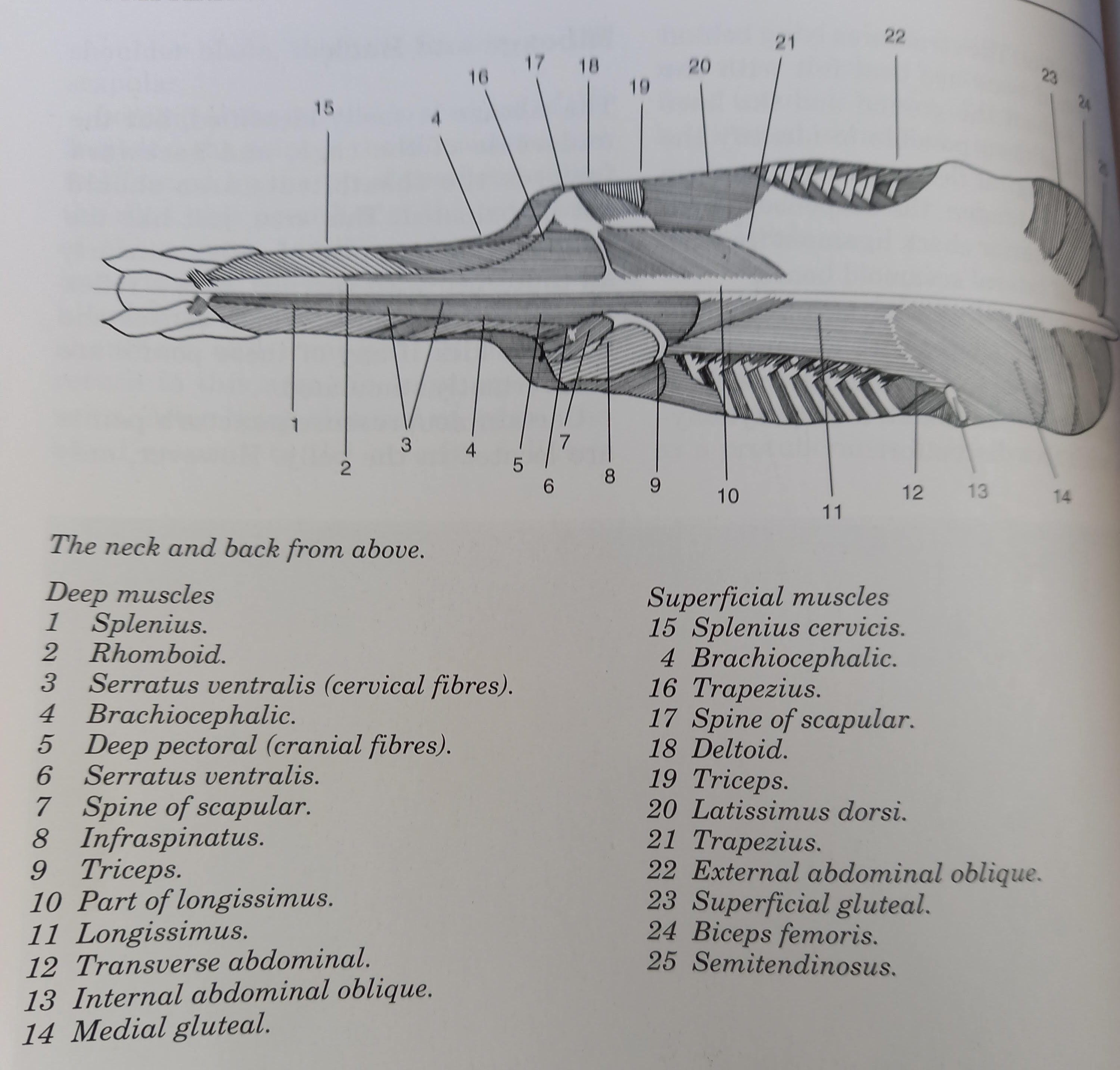 dorsal